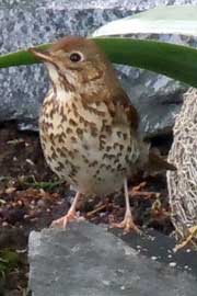 thrush